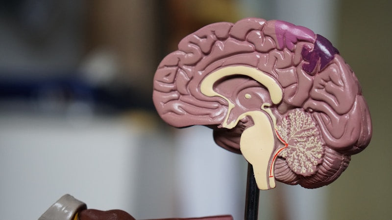 Brain Function and Memory: Peptides for the Nervous System